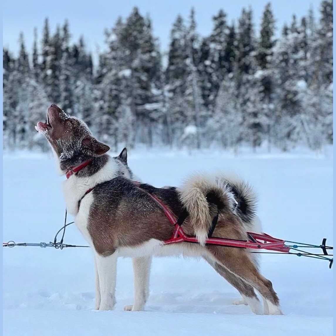 Dragråttan Stick Harness