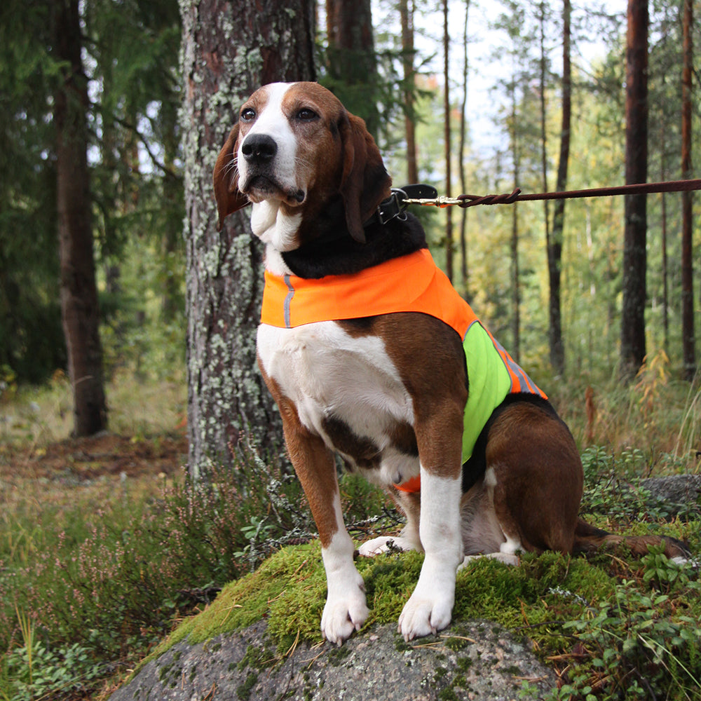Kivalo Kajo dog visibility vest