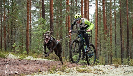 Valjakkourheilun sulanmaan MM-kilpailut 2019 Nybro, Ruotsi