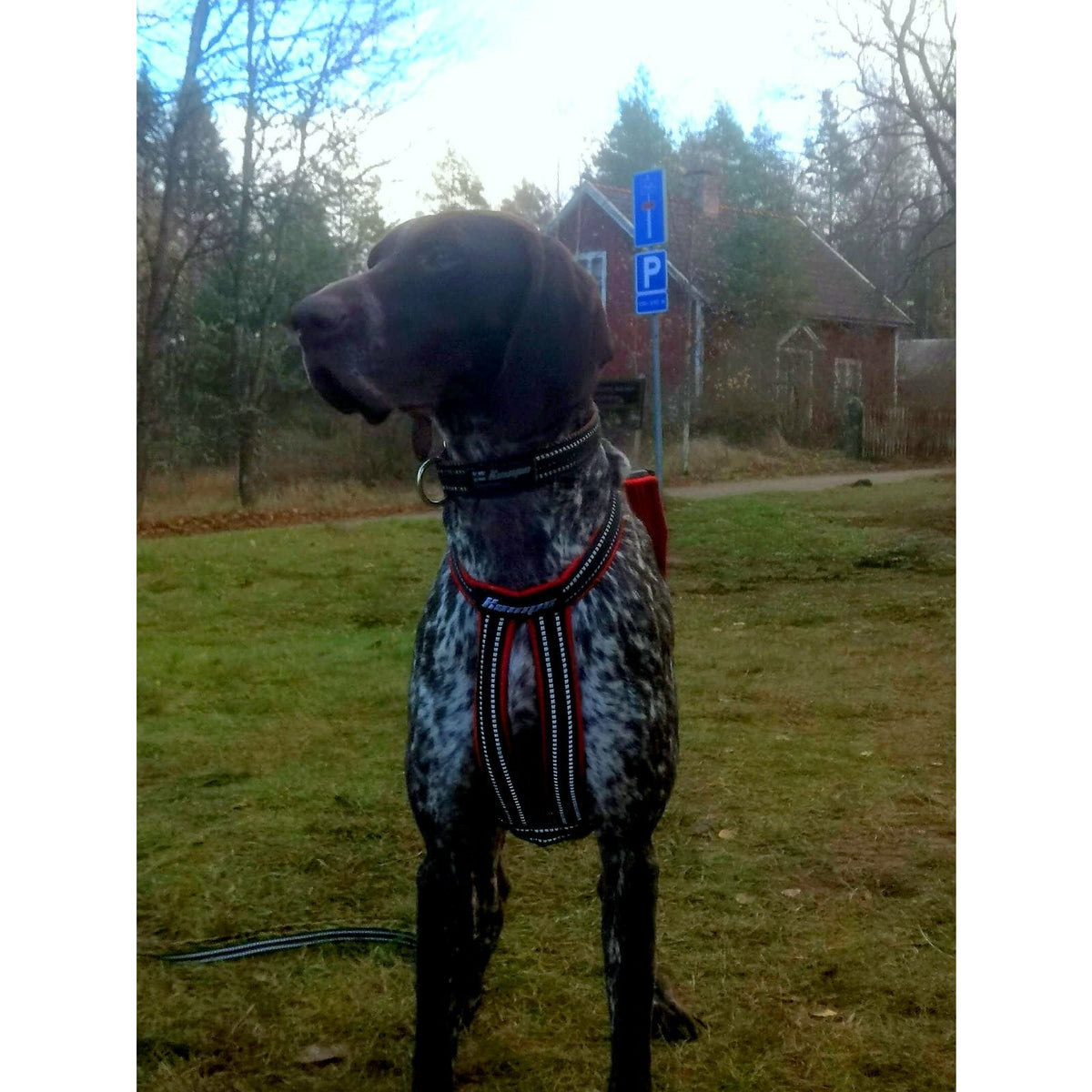 Kainpo Sprint Harness