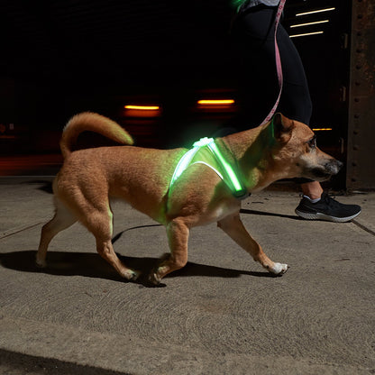 Noxgear Lighthound