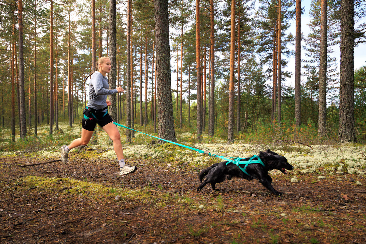 Non-stop dogwear CaniX Belt 2.0