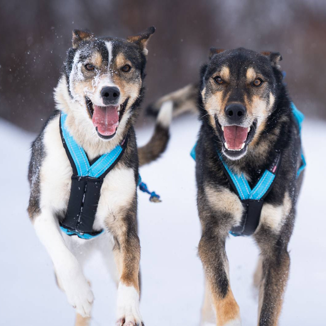 V.I.P. dogwear R-Harness