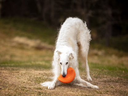 Non-stop dogwear Dog Flying Disc