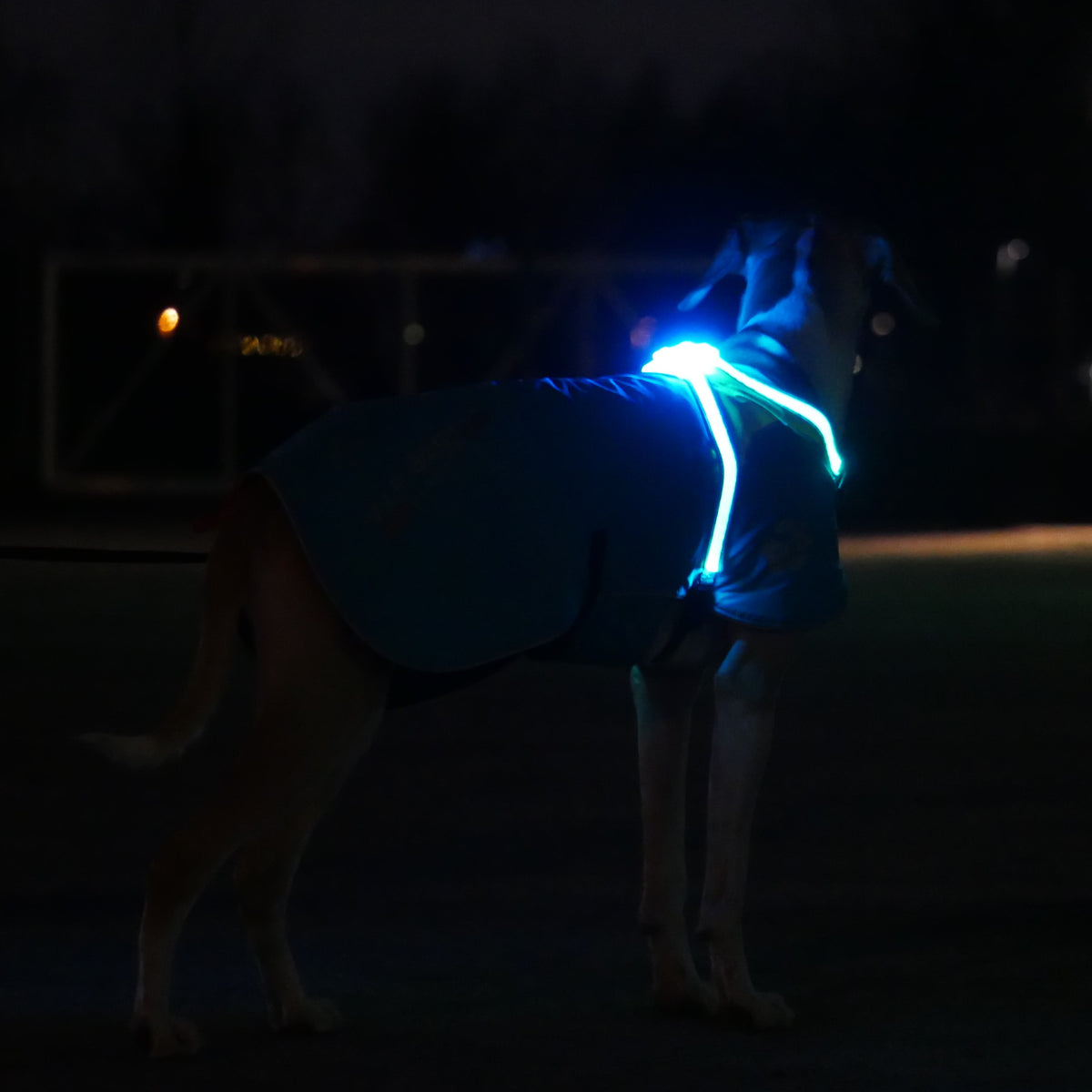 Noxgear Lighthound