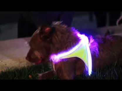 Noxgear Lighthound