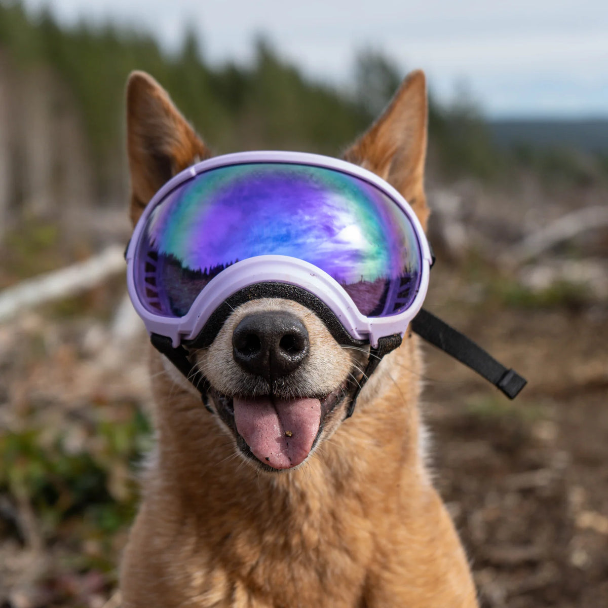 Rex Specs V2 Goggle