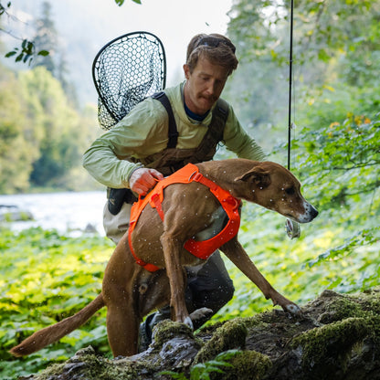 Ruffwear Web Master™ Dog Harness