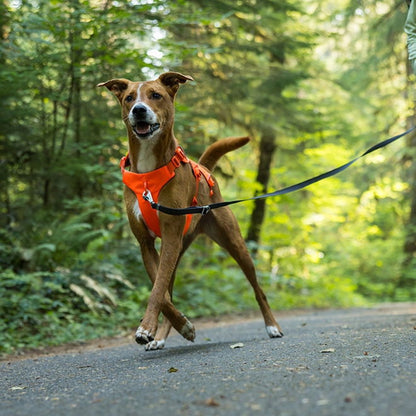Ruffwear Web Master™ Dog Harness