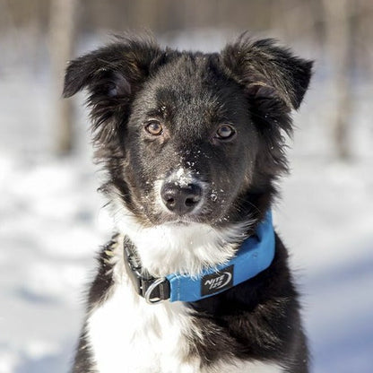 Nite Ize RadDog All-in-One Collar + Leash