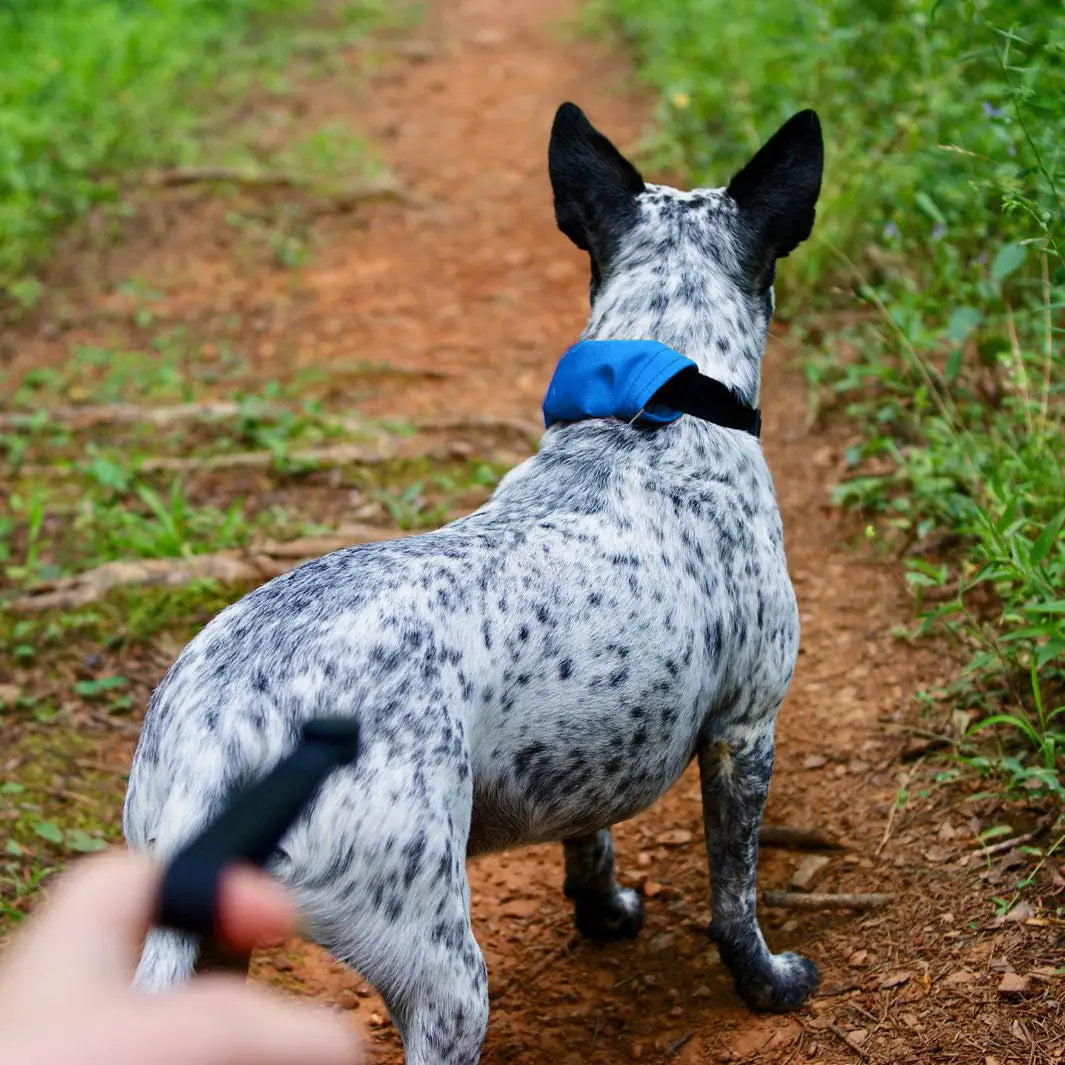 Nite Ize RadDog All-in-One Collar + Leash