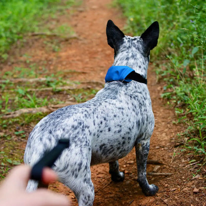 Nite Ize RadDog All-in-One Collar + Leash